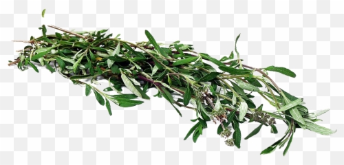 Mexican Bush Sage - Black Sage Trinidad Png,Sage Png