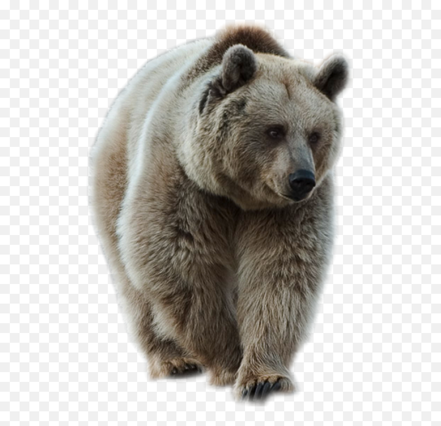 Brown Bear Png Image - Animales De Bosque Png,Grizzly Bear Png