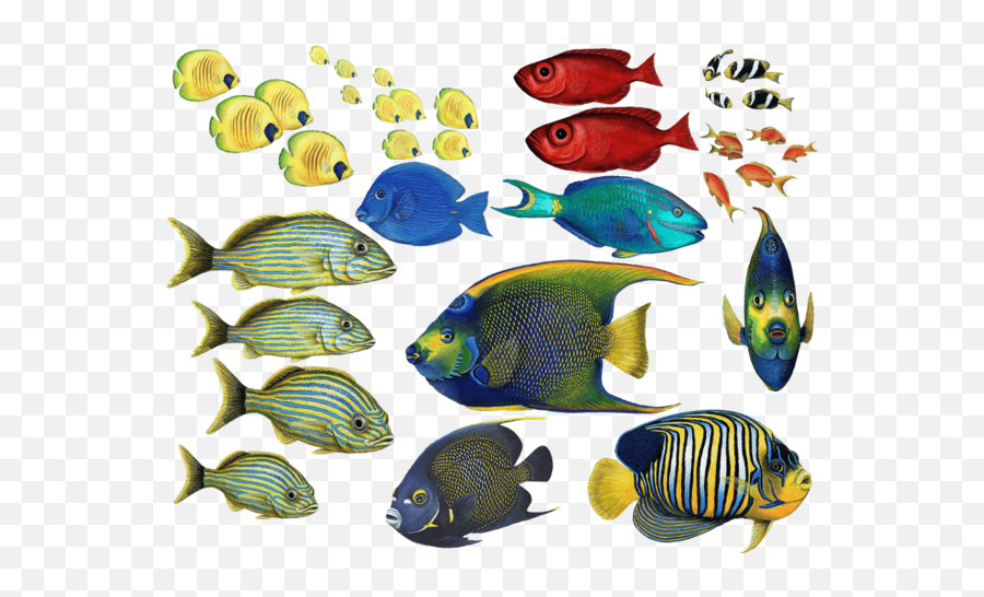 Combo Pack Wall Decals Stickers - Clipart Coral Reef Fish Png,Tropical Fish Png