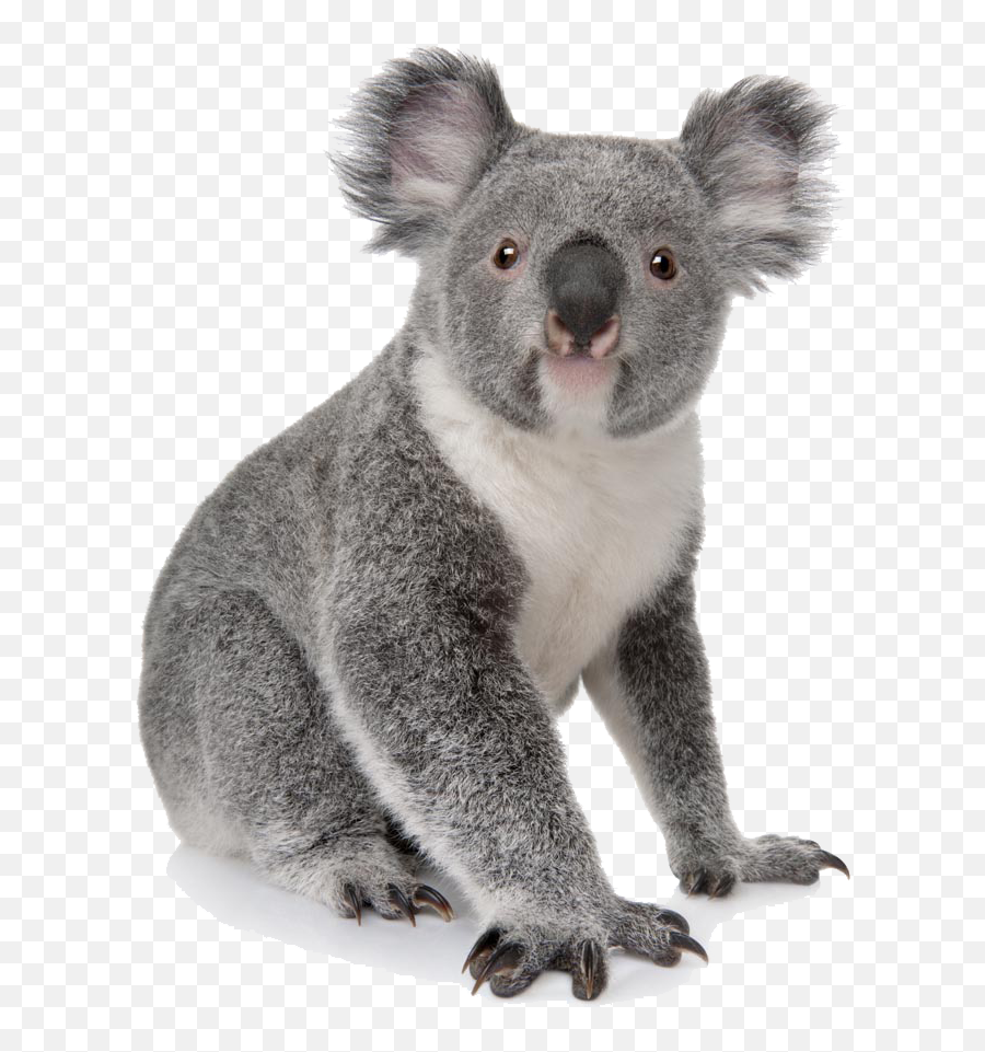 Koala Bear Png Transparent - Koala Png,Koala Transparent