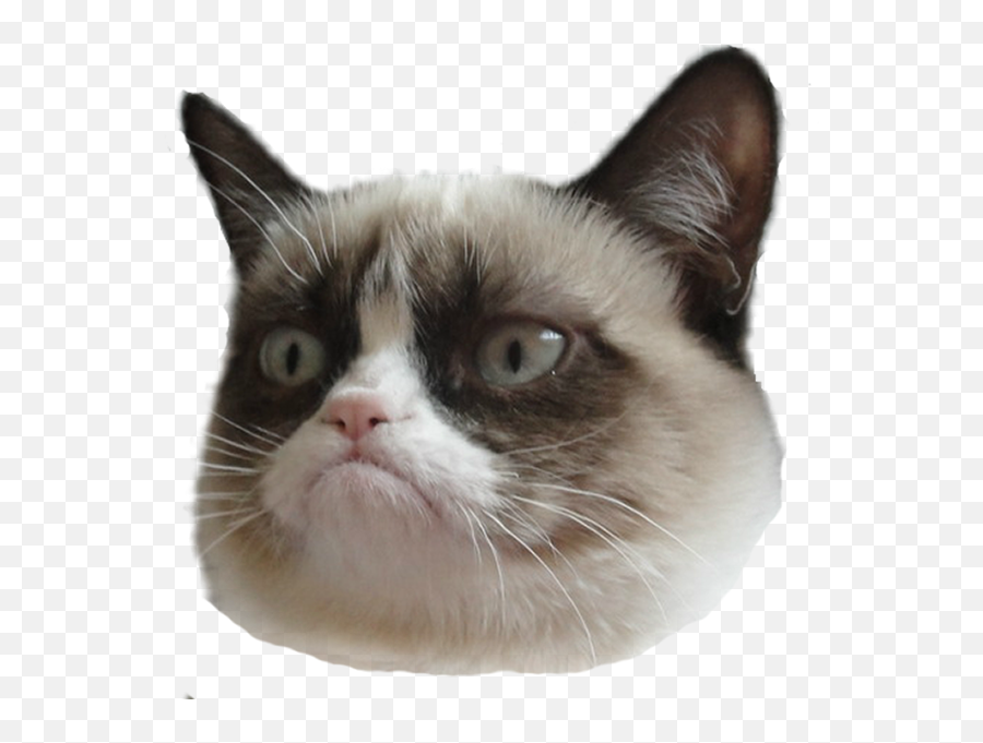 Cat Face Png 6 Image - Face Grumpy Cat Png,Cat Face Transparent Background