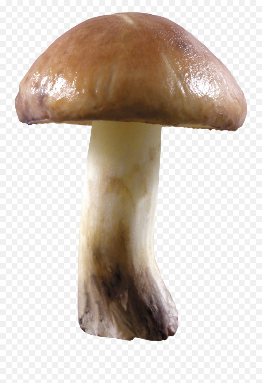 Mushroom Png Image For Free Download - Transparent Background Mushroom Png,Mushroom Transparent Background
