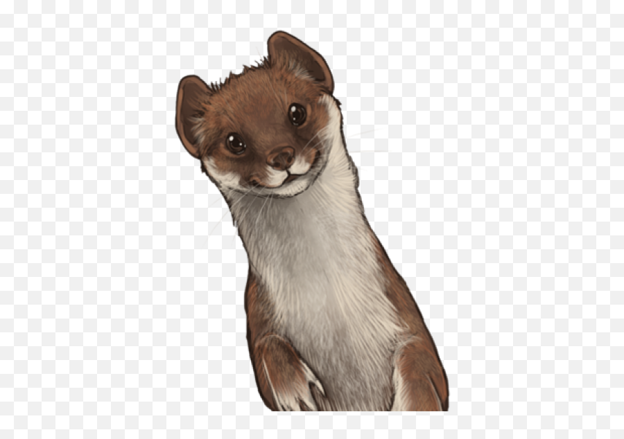 Free Png Images - Weasel Transparent Background,Weasel Png