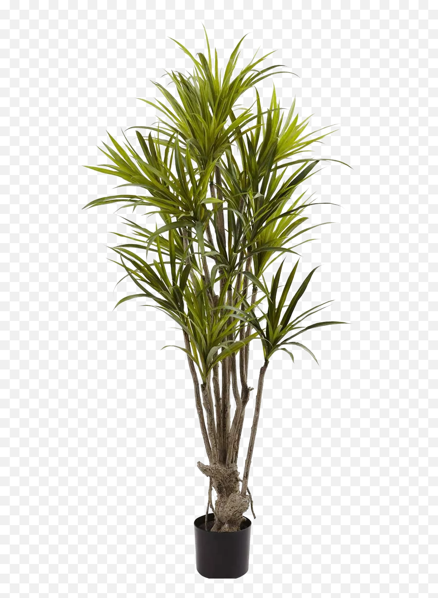 Png Images Pngs Plant Plants - Dracaena Tree,Plant Pngs