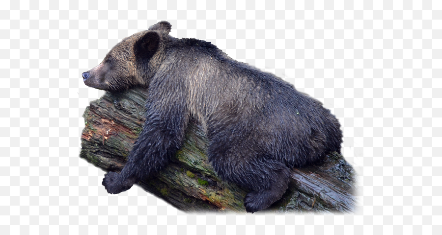 Bear Png Images Transparent Background Play - Grizzly Bear,Bear Transparent