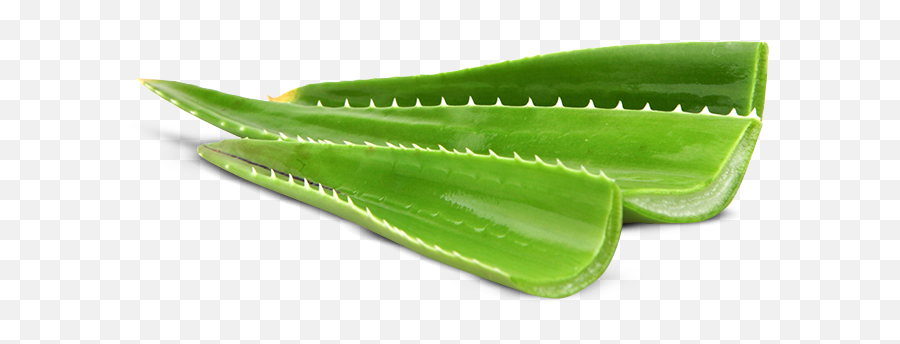 Aloe And Cucumber Gin - Agave Png,Aloe Png