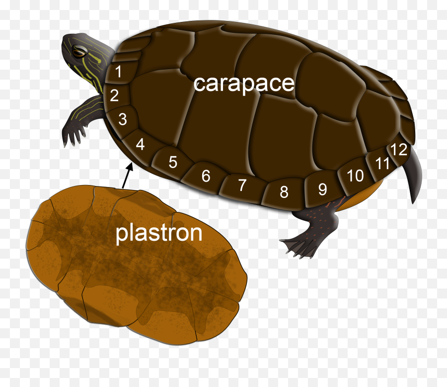 Illinois Natural History Survey Turtles - Tortoise Png,Tortoise Png