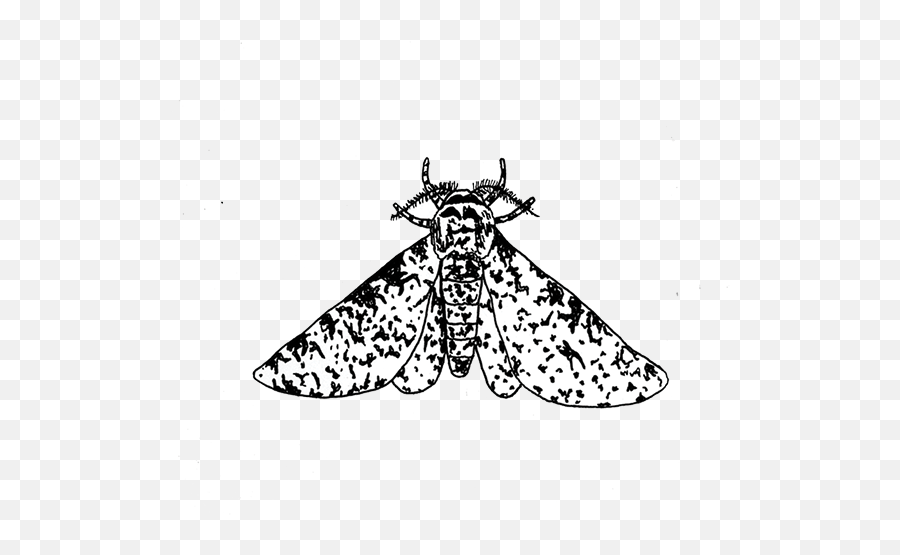 Lepidoptera U2014 Molly Deering - Moth Png,Moth Png