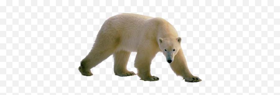 Polar Bear Walking Transparent Png - Polar Bear Walking Png,Bear Transparent Background