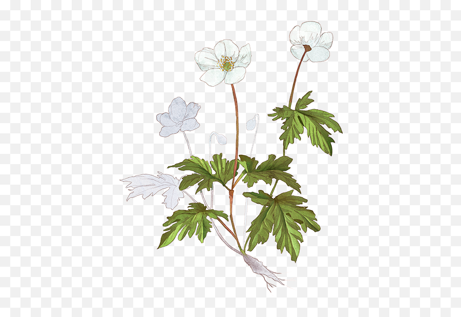 Forest Anemone - Anemone Plants Png,Anemone Png