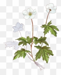 Forest Anemone - Anemone Plants Png,Anemone Png