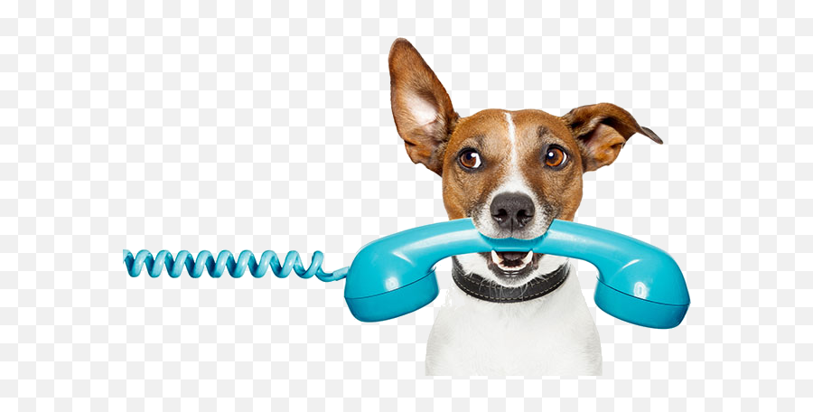 Dog - Holdingphone1 Canine Cognition Dog Talking On Phone Png,Holding Phone Png