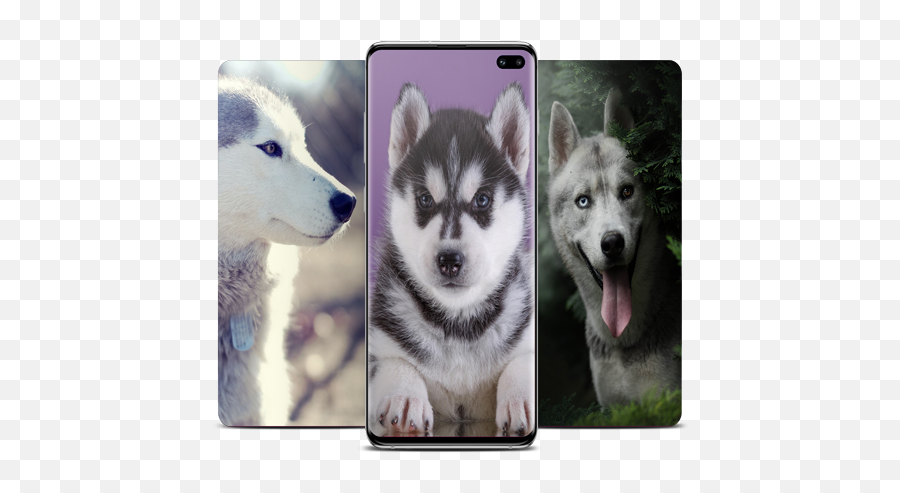 Husky Wallpaper U2013 Google Play - Alaskan Malamute Png,Husky Transparent Background