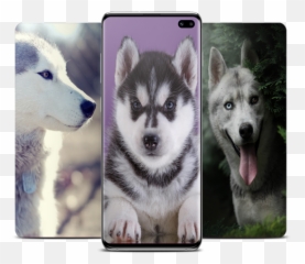 Husky Wallpaper U2013 Google Play - Alaskan Malamute png