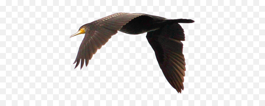 Swan Goose Duck Bird Flight - Flying Geese Png Download Cormorants Flying Png,Geese Png