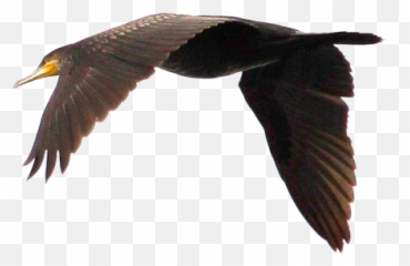 Swan Goose Duck Bird Flight - Flying Geese Png Download Cormorants Flying Png,Geese Png
