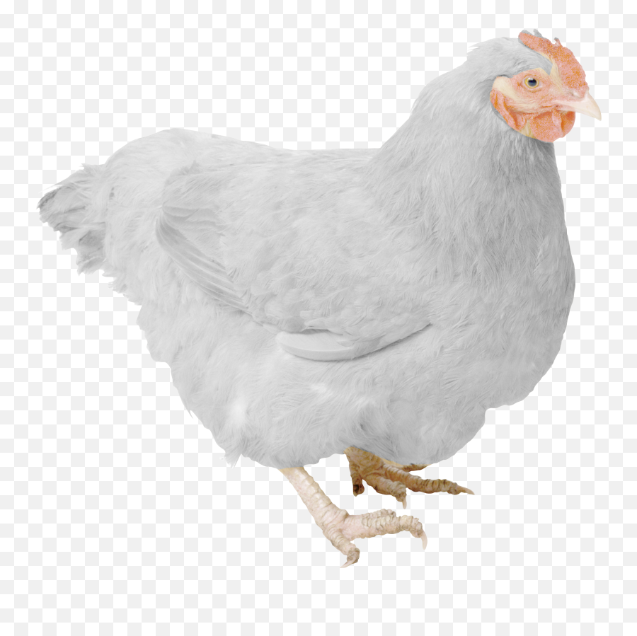 Download White Hen Png Free Pic - Chickens Png,Chickens Png