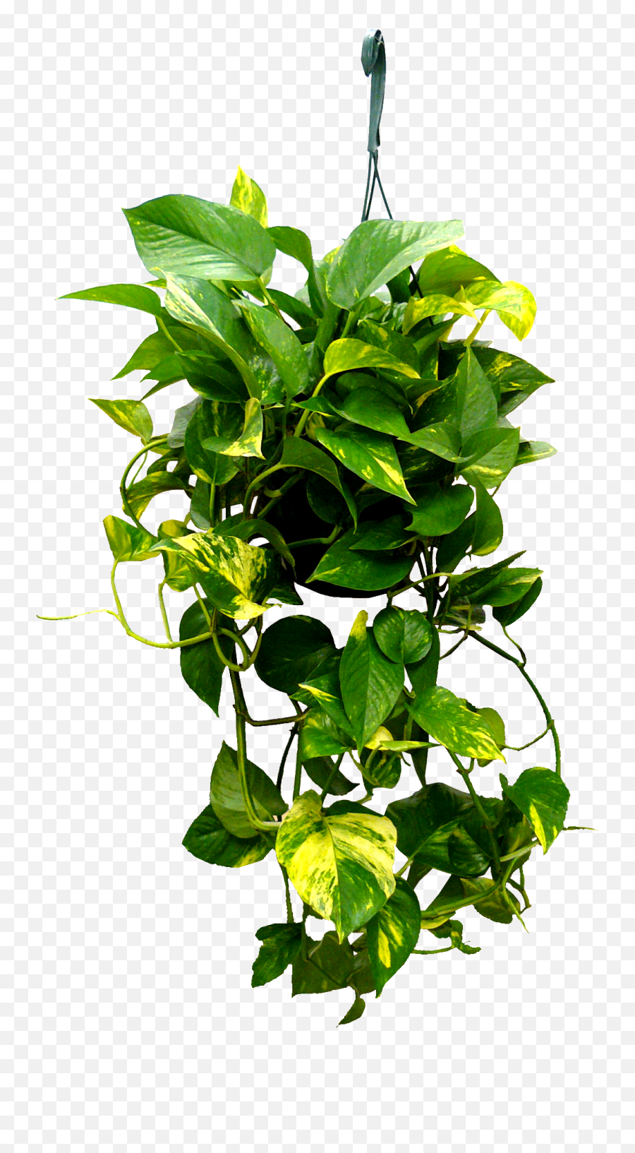 Download Hd 8in Hanging Golden Pothos - Transparent Hanging Plants Png,Planter Png
