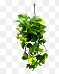 Download Hd 8in Hanging Golden Pothos - Transparent Hanging Plants Png,Planter Png