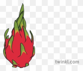Dragon Fruit Pitaya Cactus Healthy Eating Food Ks1 - Illustration Png,Dragon Fruit Png