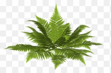 Gifyanimacjaobrazki Png Zielono I Wiosennie Plants - Fern Cutout,Ferns Png