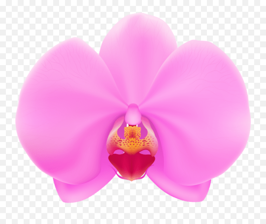 Download Free Png Pink Orchid - Vector Orchid Flower Png,Orchid Png