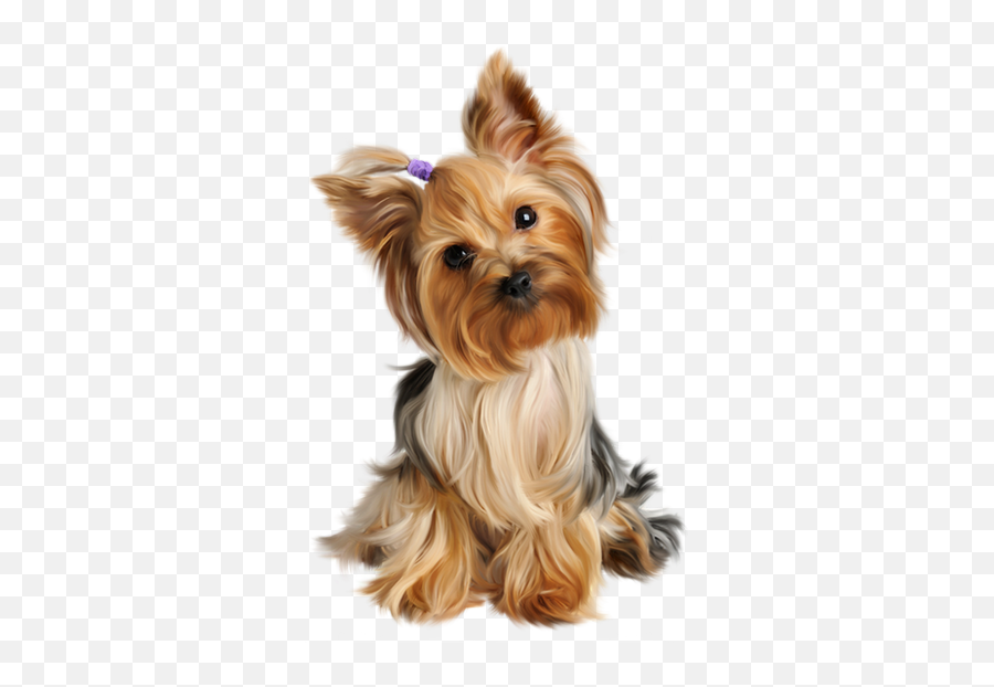 Yorkshire Toy - Dog Png,Yorkie Png