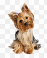 Yorkshire Toy - Dog Png,Yorkie Png