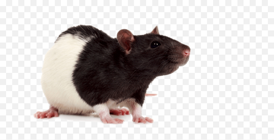 Download Mouse Rat Png Image Hq Freepngimg - Black And White Pet Rats,Rodent Png