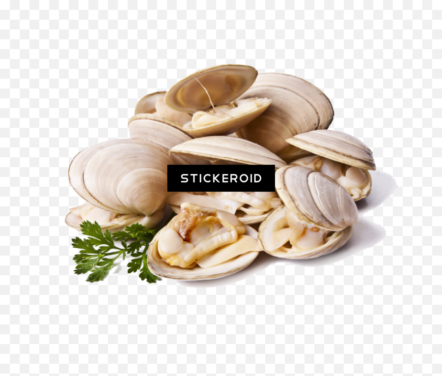 Clams Animals Clam - Cloudy Bay Clam Shell Png,Clam Png
