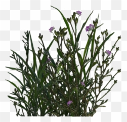 Mexican Petunia Transparent Png Image - Garden Plant Background