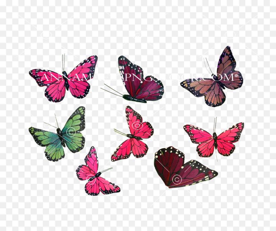 Butterfly Collection Png Stock Photos 0043 Transparent Image