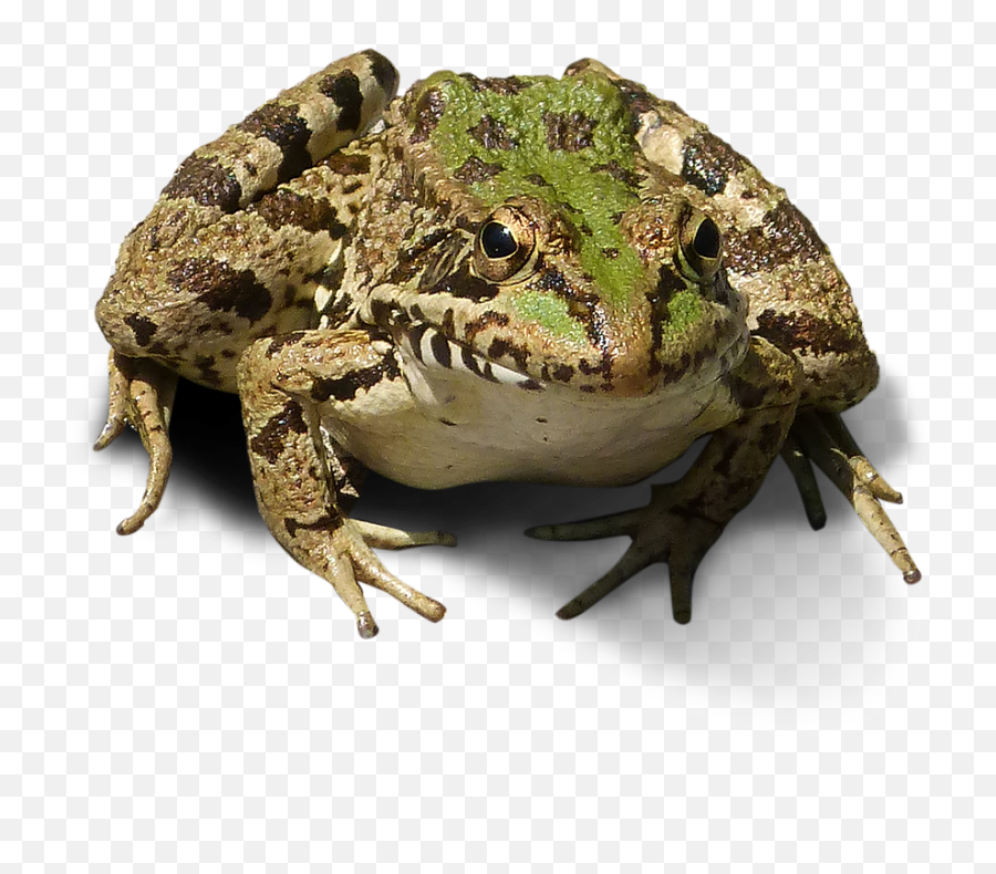 Frogcropped Imagefrog Bottomlesstransparent Background - Recortadas Sin Fondo Png,Transparent Frog