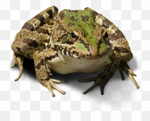 Frogcropped Imagefrog Bottomlesstransparent Background - Recortadas Sin Fondo Png,Transparent Frog