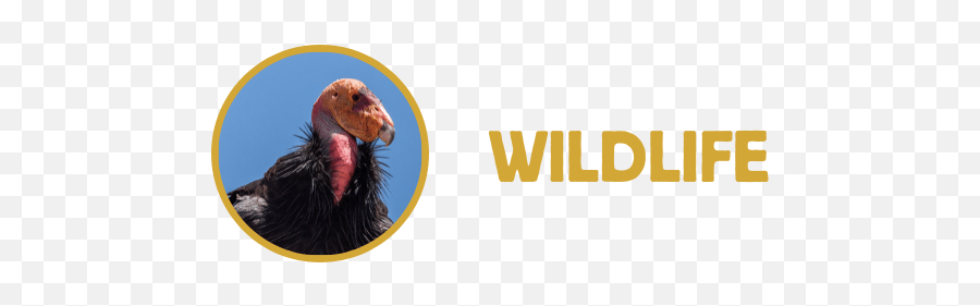 February Wildlife Update Wolves Regain Protections - California Condor Png,Shadow Wolf Icon