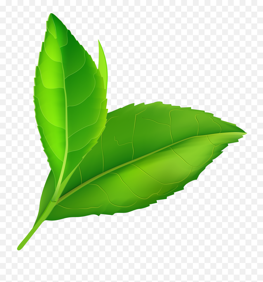 Green Leaves Png Hd Quality - Green Leaves Png Hd,Leaf Png