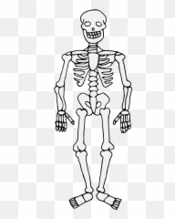 Skeleton - Traceable Heraldic Art Draw Human png