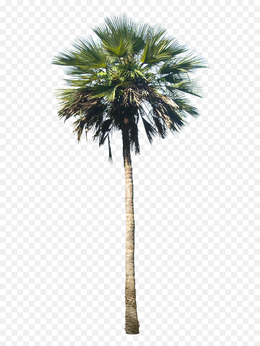 Palm - Palm Tree In A Pot Png,Palm Png - free transparent png images ...