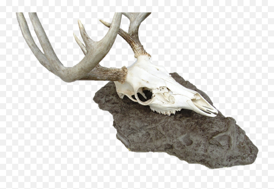 Antlerock Deer Skull Mount - Skull Png,Deer Head Png