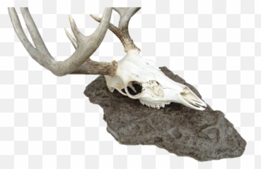 Antlerock Deer Skull Mount - png