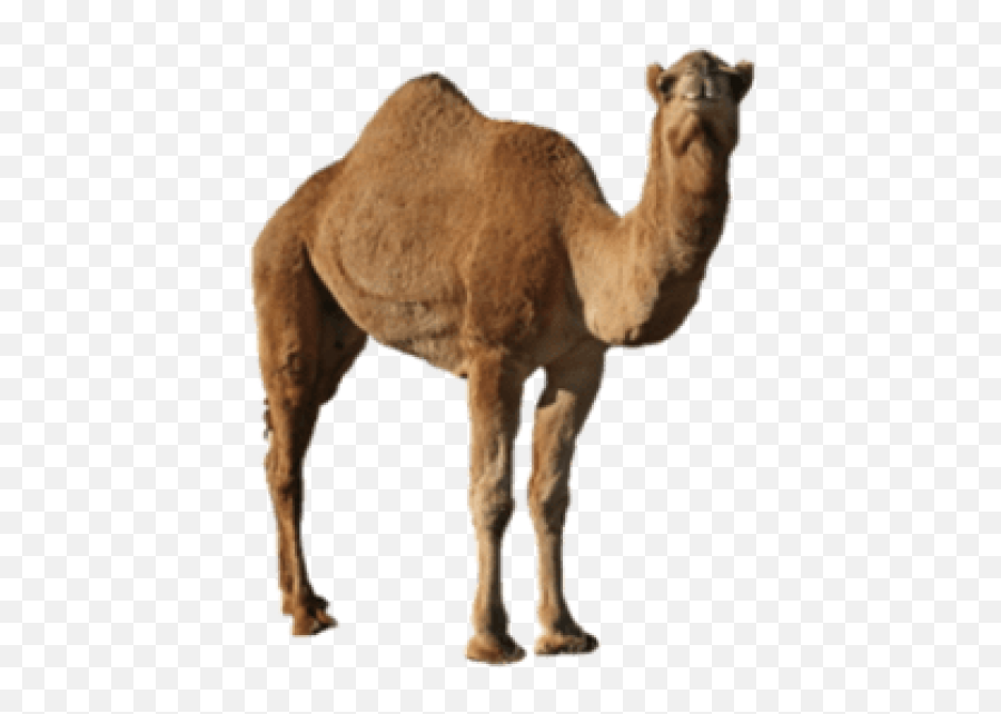 Free Transparent Png Images On Camel