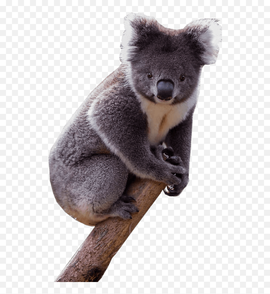 Koala Png Transparent Image - Koala Png Transparent,Koala Transparent
