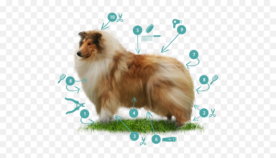 Border Collie Know Your Breed Dawgz Grooming U0026 More - Rough Collie Png,Border Collie Png