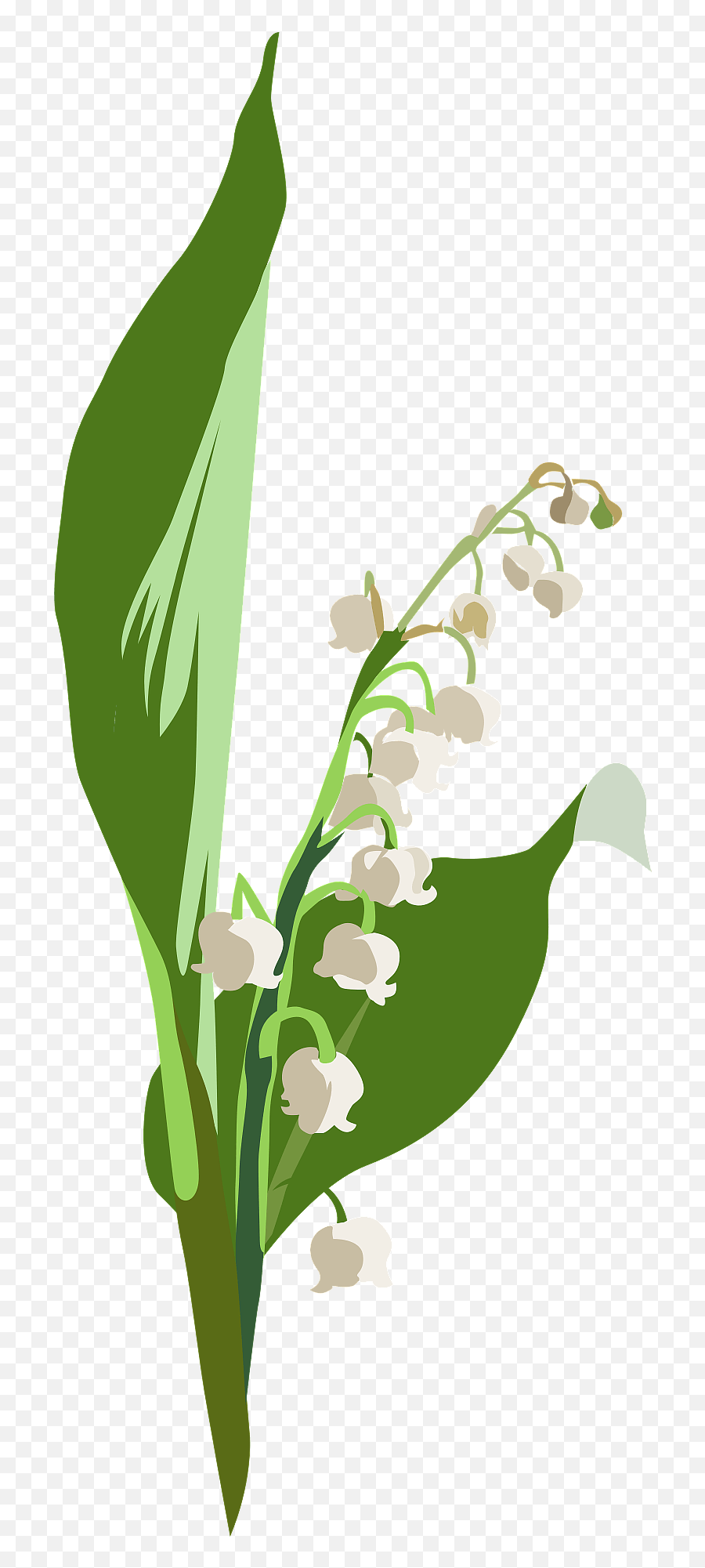 Lily Of The Valley Flower Clipart Png