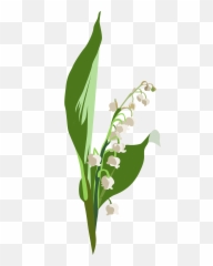 Lily Of The Valley Flower Clipart Png