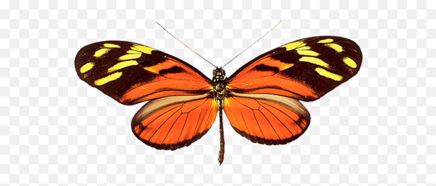 Butterfly Png Image - Butterflies,Butterfly Png Images