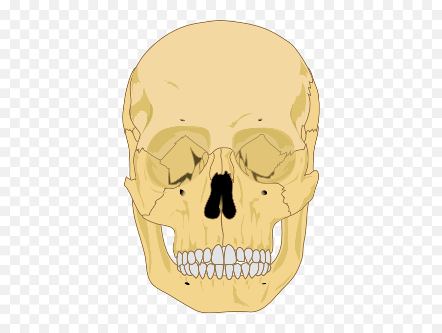 Human Skull Clip Art - Vector Clip Art Online Human Skull Diagram Blank Png,Human Skull Png