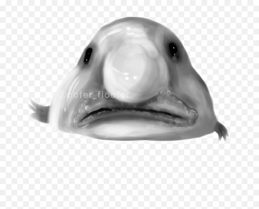 Blobfish Image By Scout Wolf - Carp Png,Blobfish Png