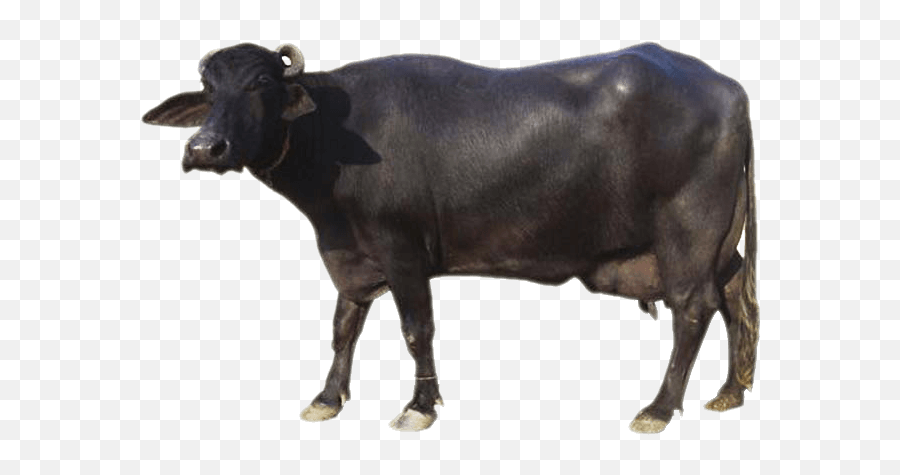 Sourced From Indian Buffalo Breeds - Ox Png,Buffalo Png