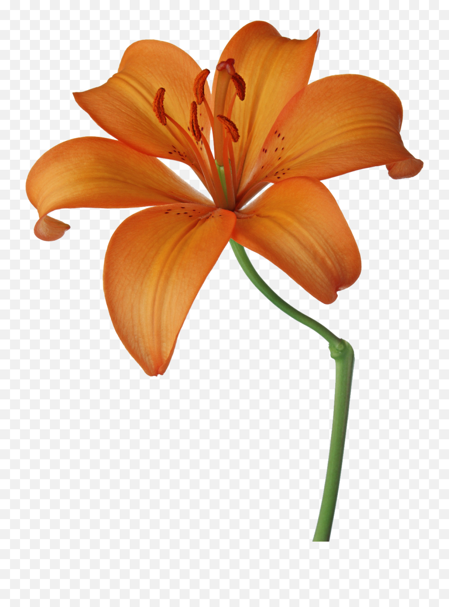 Download Lillies Drawing Orange Lily - Orange Lily Flower Transparent Png,Lillies Png